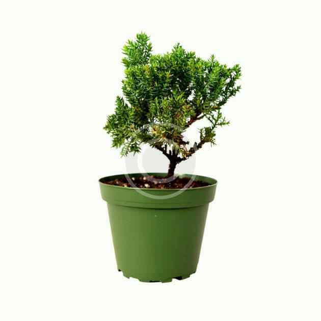 Juniper bonsai tree