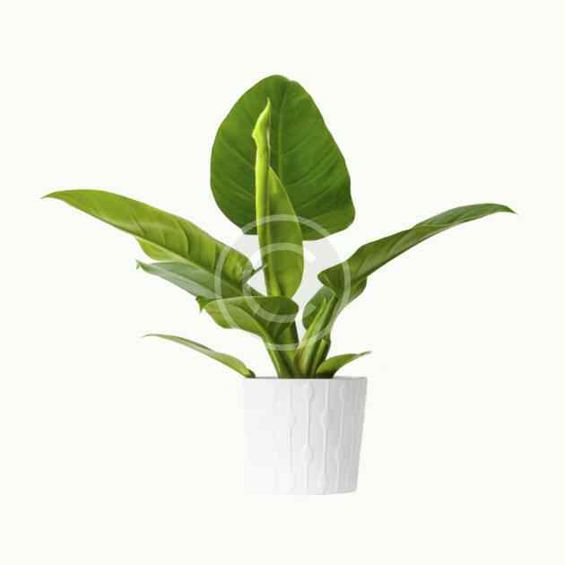 Philodendron